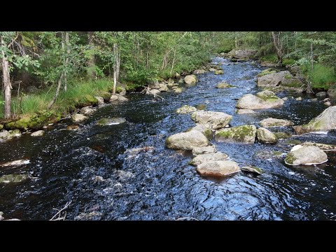 Видео: Пока Карелия/Встреча с лайками/