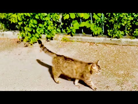 Видео: Я нашла ТУ САМУЮ КОШКУ, у которой МонаЛиза по видимому «спионэрила»котёнка Персика!