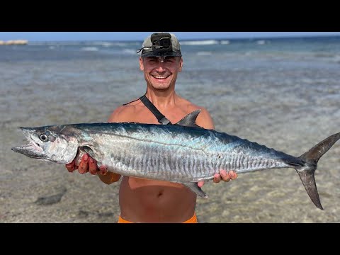 Видео: Рыбалка в Египте! Стоит ли ехать на Красное море с целью РЫБАЛКИ? Конечно ДА!!!