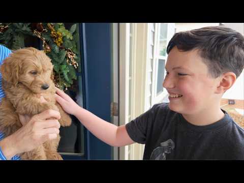 Видео: Привозим домой нашего НОВОГО щенка голдендудля из Doodles of NC!