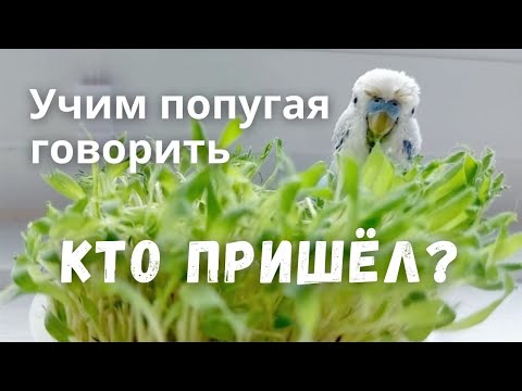 Видео: Кто пришёл? Учим попугая говорить