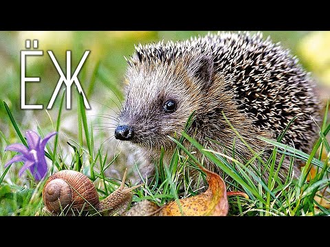Видео: Еж: Колючий "шарик" с характером | Интересные факты про ежей