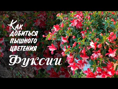 Видео: Фуксия. Как добиться пышного цветения