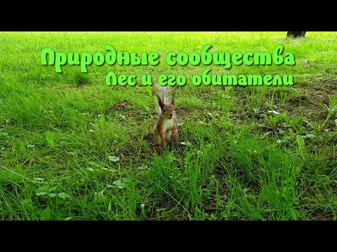 Видео: Природные сообщества. Лес и его обитатели