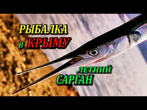 Видео: 🔴Морская Рыбалка. Ловля Саргана на Пилькер, в Середине Лета. Крупная Ставрида тоже проявляла интерес