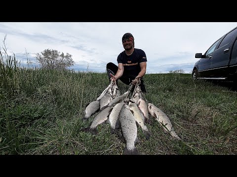 Видео: Универсальная приманка по белой рыбе. Cнасть на сига. Whitefish