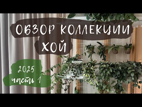 Видео: Обзор коллекции хой 2025 | Часть 1