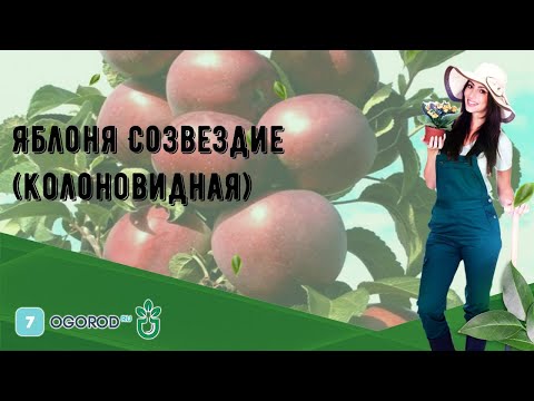 Видео: Яблоня Созвездие (колоновидная)