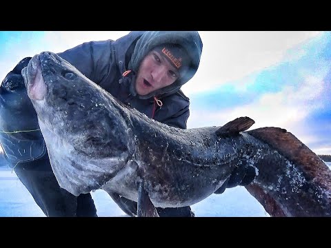 Видео: ЭТИ ЗВЕРИНЫ БЕРУТ ВЗАГЛОТ!!! ОСТАВИЛ ЖЕРЛИЦЫ НА ЧАС, А ТАМ..!