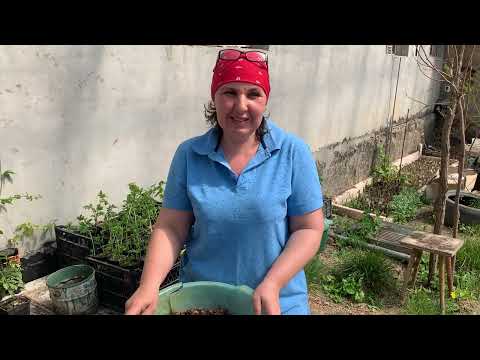 Видео: 17.04.25Насіння хурми . Як садить.