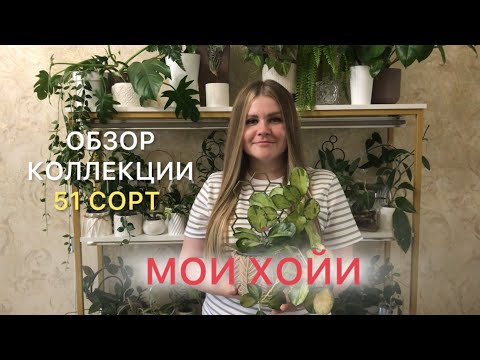 Видео: Мои ХОЙИ | Обзор коллекции