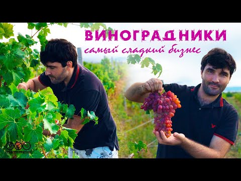 Видео: Все о винограднике и о продаже винограда.
