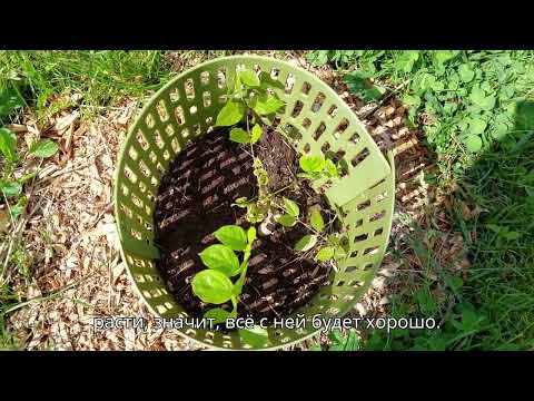 Видео: Пора посадок закончена