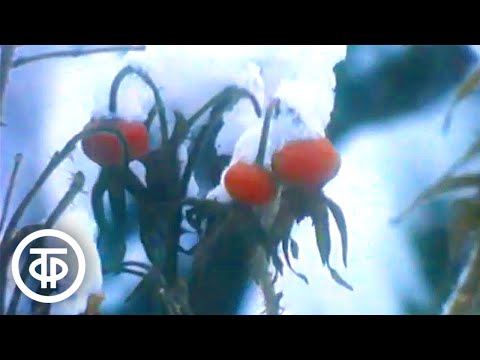 Видео: Зимний лес. Документальный фильм (1988)