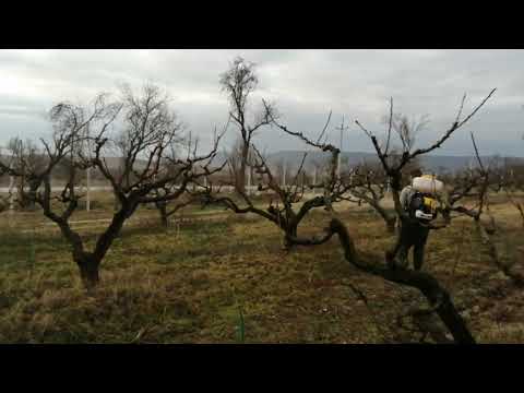 Видео: Опрыскиватель бензиновый HUTER  GS 5215, опрыскиваем персик.