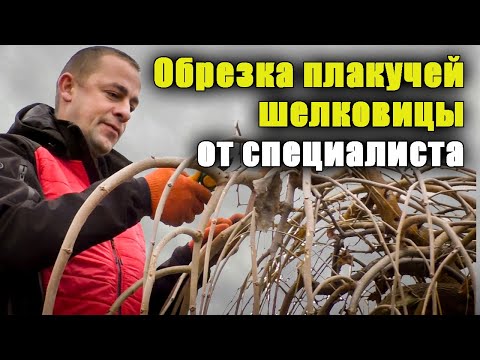 Видео: Тонкости и нюансы канделябровой обрезки плакучих форм деревьев. Шелковица плакучая.