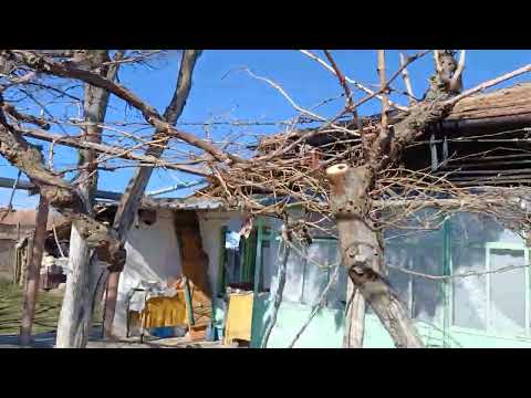 Видео: Резитба на асма