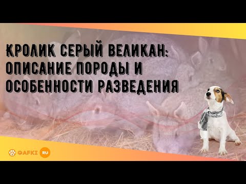 Видео: Кролик серый великан: описание породы и особенности разведения