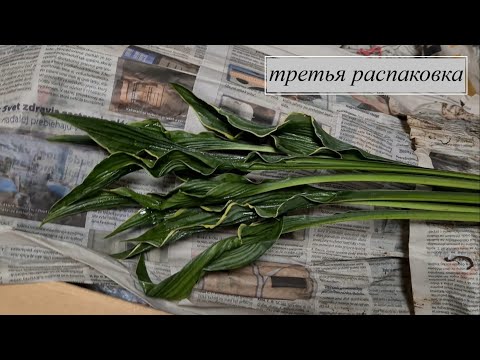 Видео: Распаковка большой посылки с Хостами!