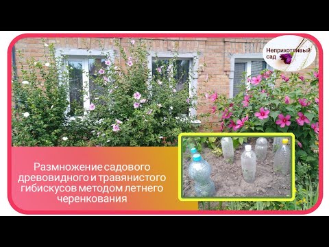 Видео: Размножение  древовидного и травянистого гибискусов.