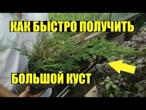 Видео: СУПЕР СПОСОБ РАЗМНОЖЕНИЯ МОЖЖЕВЕЛЬНИКА