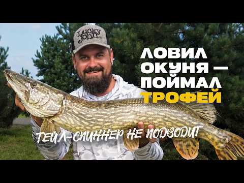 Видео: Ловил Окуня а Влетел Трофей Рыбалка Спиннингом на Тейл Спиннер