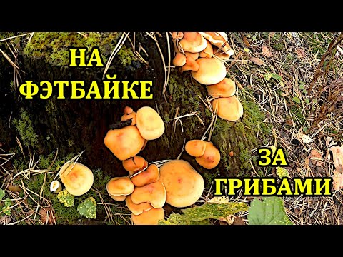 Видео: На фэтбайке по грибы.  #мещера #грибы #фэтбайк