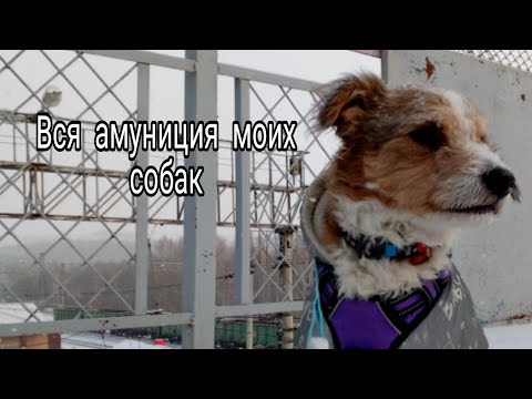 Видео: Вся амуниция моих Собак ❤🦴