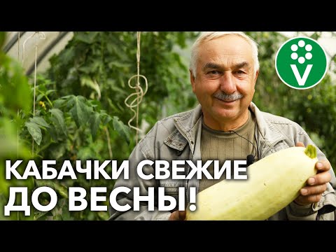 Видео: КАБАЧКИ БУДУТ СВЕЖИМИ НА 2 МЕСЯЦА ДОЛЬШЕ, если убирать и хранить их ТАК!