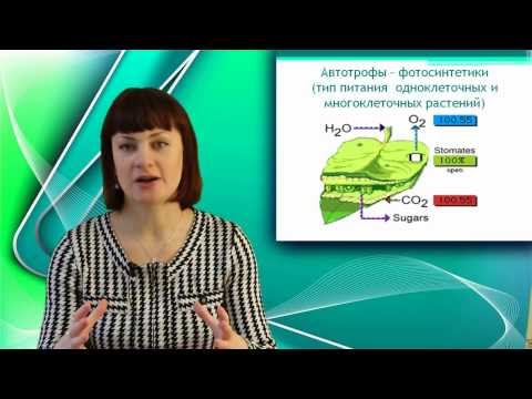 Видео: Простейшие или одноклеточные. Онлайн подготовка к ЕГЭ по Биологии.