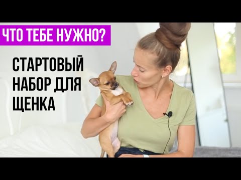 Видео: Стартовый пакет для щенка. Что надо купить для собаки в первую очередь?  Чихуахуа #amydog