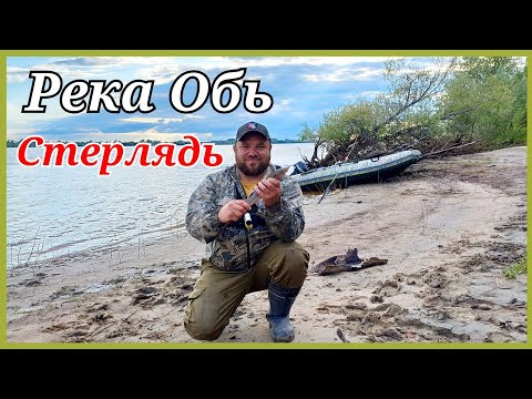 Видео: Рыбалка на стерлядь на реке Обь. Нижневартовск.