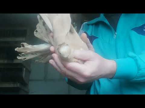 Видео: 15 октября 2025 г.