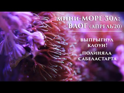 Видео: Море 30л: Апрельские новости. Кормление рыб и кораллов. Выпрыгнул клоун (наказан :)