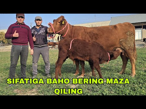 Видео: Ismoil ukamizdan yangi partiya Eston va rassiskiy ona bola sigirlarni zo'rlari 19 ноября 2025 г.