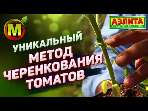 Видео: 🍅 УНИКАЛЬНЫЙ метод Черенкования Томатов в 2021