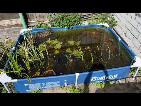 Видео: Поставил летний бассейн для аквариумных рыбок, посадилводные растения. Аквариумы в огороде 2024