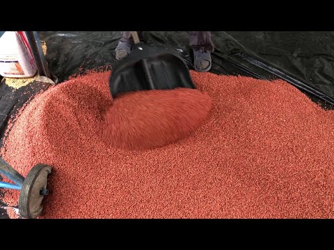 Видео: Как и чем протравить зерно чтобы был хороший урожай? Батя делится опытом