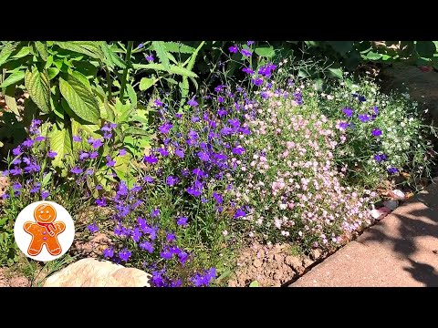 Видео: Лобелия. Посадка без пикировки, Просто и Быстро 🌺 Очень Подробно о Посадке Лобелии