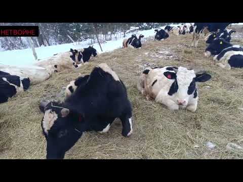 Видео: Думаю продать несколько бычков. Смотрю кого.