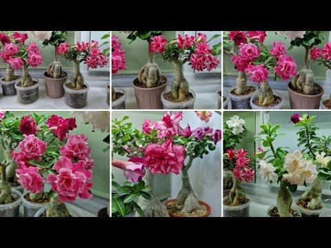 Видео: Адениумов много не бывает🥰  #адениум  #цветы  #adenium  #flowers