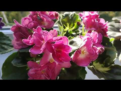 Видео: Фиалки. Несколько сортов из моей коллекции.