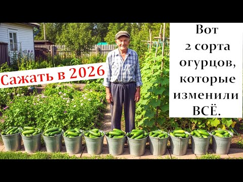 Видео: Продавцы семян их прячут! Эти 2 сорта огурцов оставят вас без места в погребе.