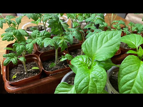 Видео: Чтобы РАССАДА была ЗДОРОВОЙ И КРЕПКОЙ начинайте кормить!