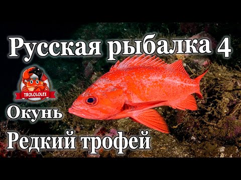 Видео: Русская рыбалка 4 Окунь морской золотистый редкий трофей