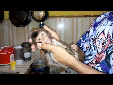 Видео: ТАК СЛОЖНО УХАЖИВАТЬ ЗА ЭТИМ ДЕТЁНКОМ ОБЕЗЬЯНКИ С КРОШЕЧНЫМ ХВОСТОМ! МАЛЫШ ЛЕВ