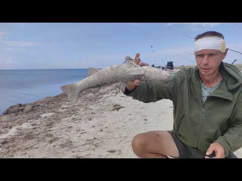 Видео: Пеленгас пошел?! Как должен ловиться пеленгас осенью!