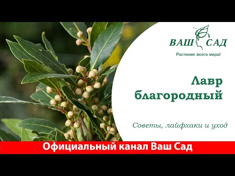 Видео: Лавр - очень интересное растение для дома. Советы по уходу от Ваш сад