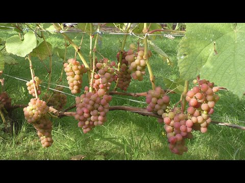 Видео: Когда снимать виноград на вино? Определение зрелости
