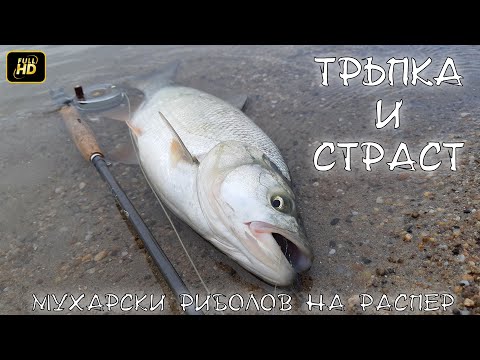 Видео: Тръпка и Страст - Мухарски риболов на распер